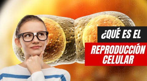 ¿Qué es la reproducción celular? Concepto tipo y fases