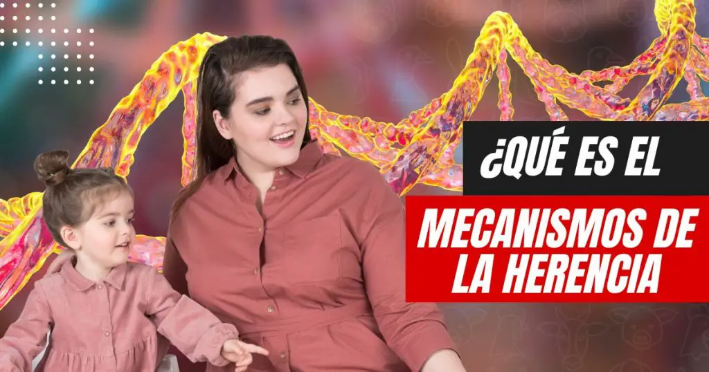 Qué son los mecanismos de la herencia